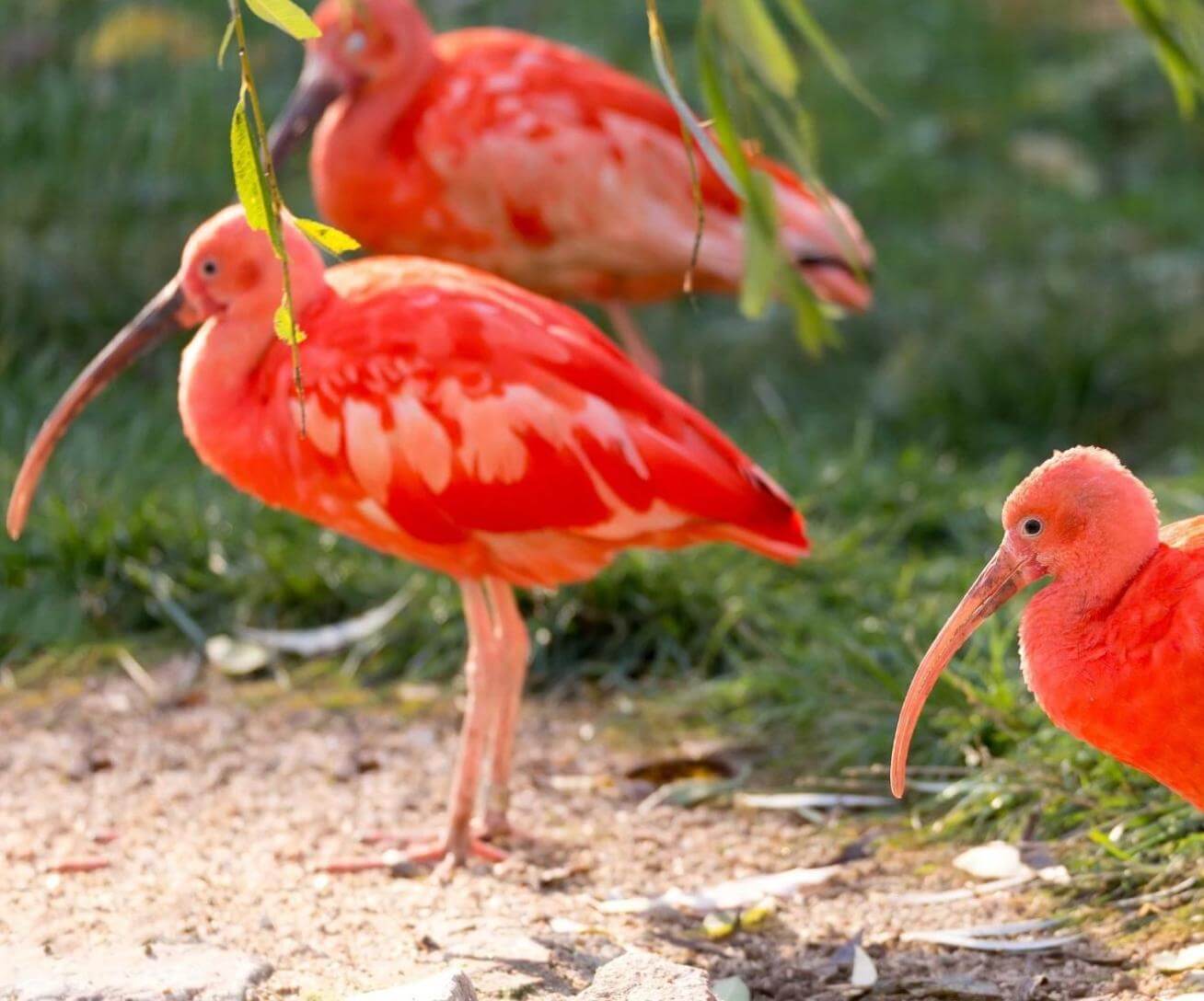 ibis rouge